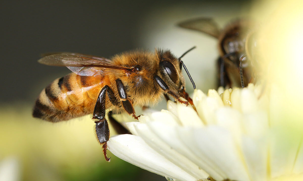 Dan apiterapije v Mariboru, 10.11. 2018