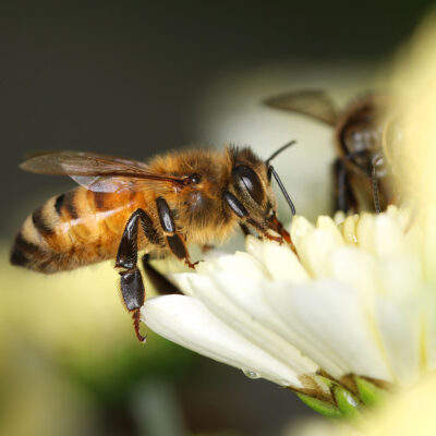 Dan apiterapije v Mariboru, 10.11. 2018