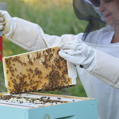 POZIV NA KONFERENCIJU – Žene u pčelarstvu Republike Hrvatske