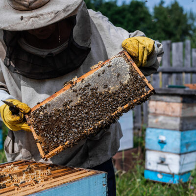 ŽENE U PČELARSTVU APITERAPIJI I APITURIZMU REPUBLIKE HRVATSKE