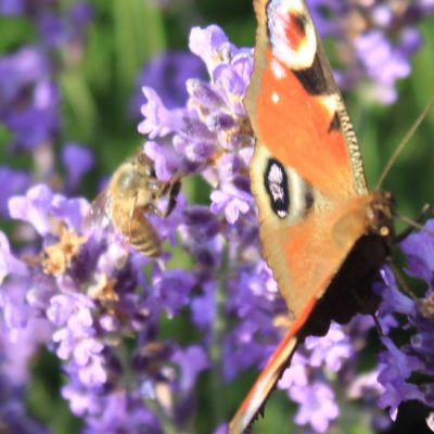 MEĐUNARODNA KONFERENCIJA ZNANOST I INOVACIJE U SLUŽBI RAZVOJA SUVREMENOG PČELARSTVA